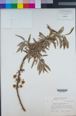 Image of Crossosoma californicum