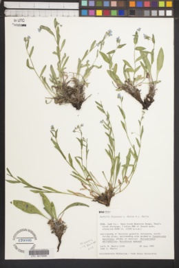 Hackelia ibapensis image