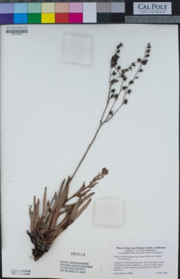 Dudleya abramsii subsp. bettinae image