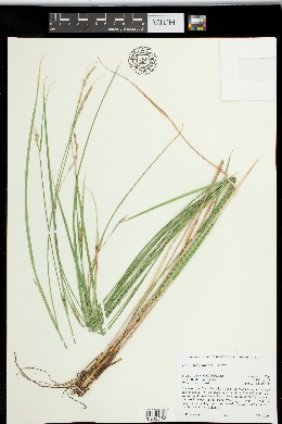 Carex tompkinsii image