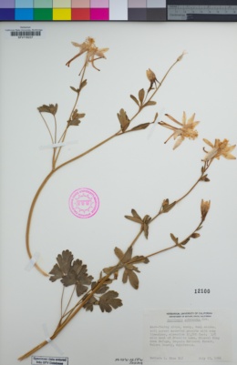Aquilegia pubescens image