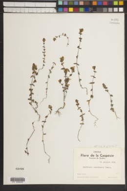 Euphrasia canadensis image