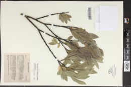 Image of Salix eastwoodiae