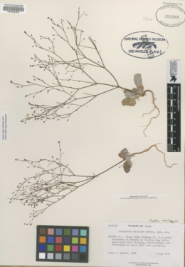 Image of Eriogonum carolinae