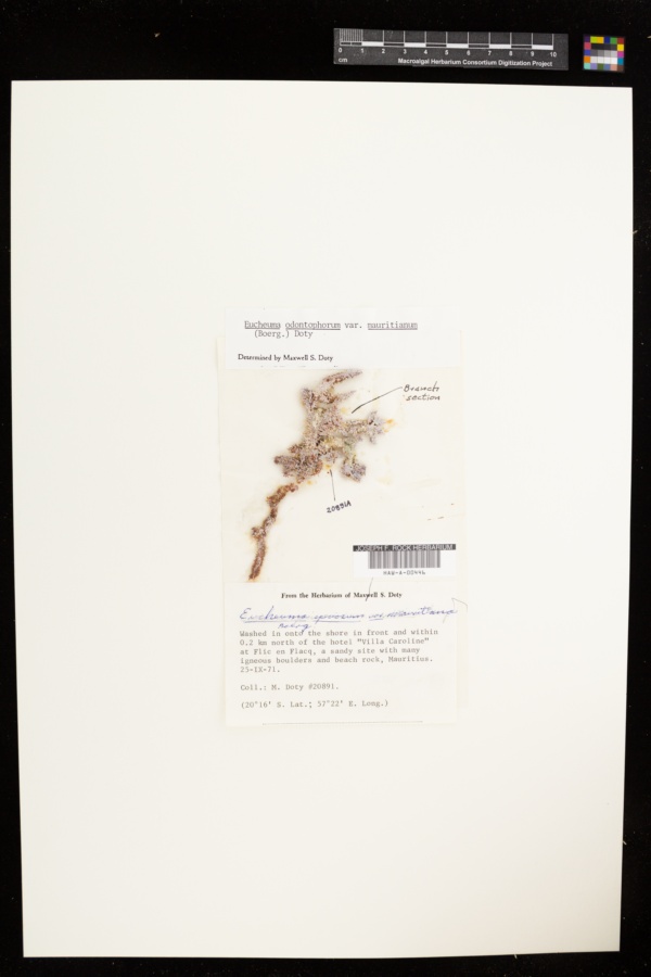 Eucheuma odontophorum var. mauritianum image