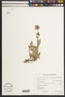 Penstemon procerus subsp. modestus image