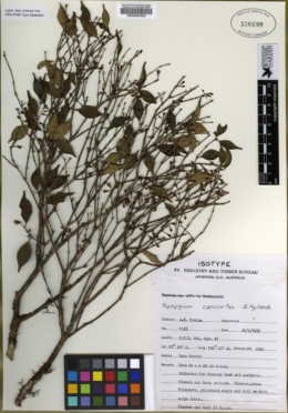 Image of Syzygium canicortex