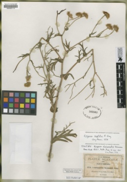 Image of Erigeron alcicornutus