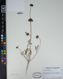 Salvia columbariae image