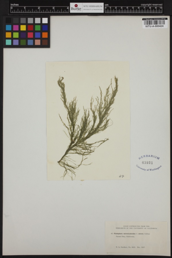 Cladophora microcladioides f. stricta image