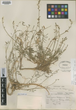 Astragalus dodgianus image