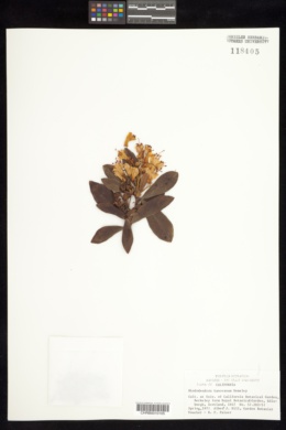 Image of Rhododendron hanceanum