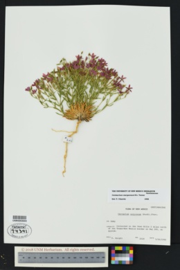 Centaurium maryannum image