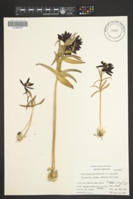 Fritillaria camschatcensis image