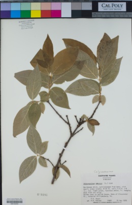 Image of Chimonanthus praecox