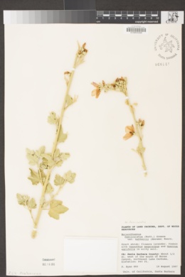 Malacothamnus fasciculatus var. nuttallii image