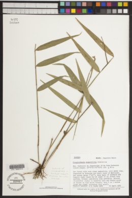Image of Streptochaeta angustifolia