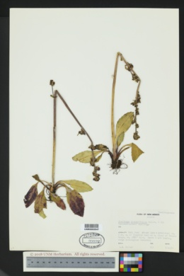 Image of Micranthes hieraciifolia