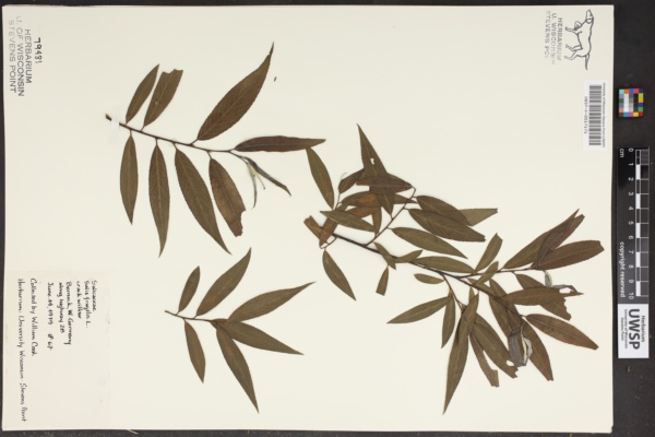 Salix x fragilis image