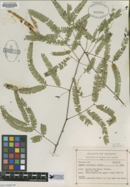 Acacia barrancana image