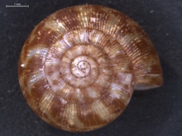 Image of Allodiscus cooperi