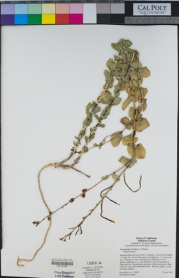 Image of Streptanthus barbatus