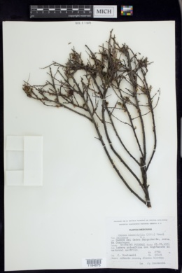 Prunus microphylla image