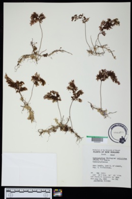 Image of Hymenophyllum multifidum