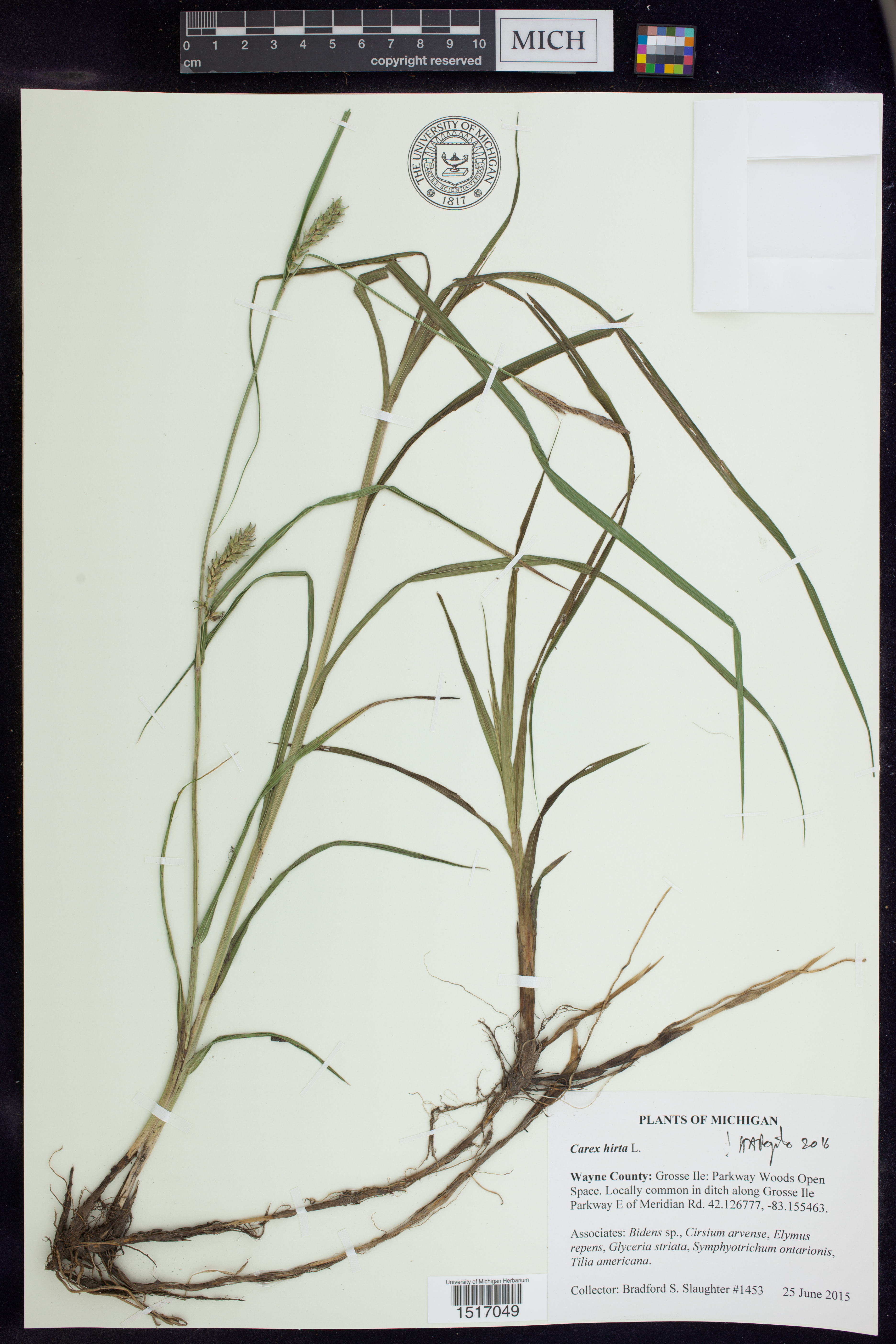 Image of Carex hirta