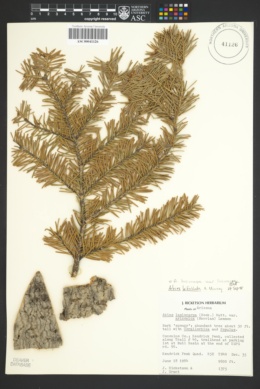 Abies lasiocarpa subsp. lasiocarpa image