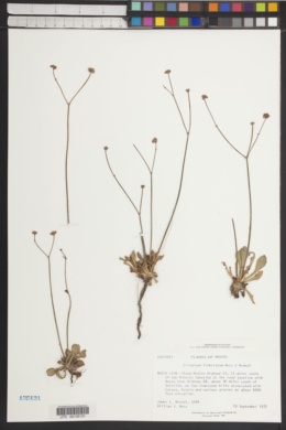 Eriogonum fimbriatum image
