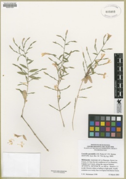 Image of Loeselia spectabilis