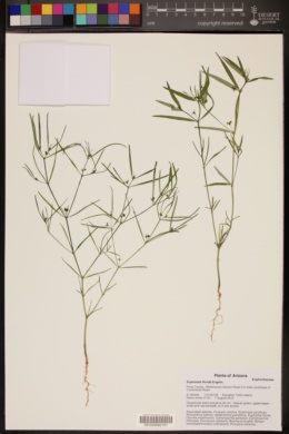 Euphorbia florida image