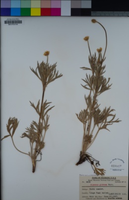 Anemone multifida image