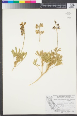 Lupinus albifrons var. douglasii image