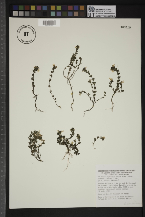 Euphrasia officinalis subsp. kerneri image