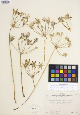 Triteleia ixioides subsp. scabra image