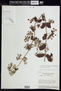 Banisteriopsis harleyi image