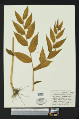 Streptopus lanceolatus var. roseus image