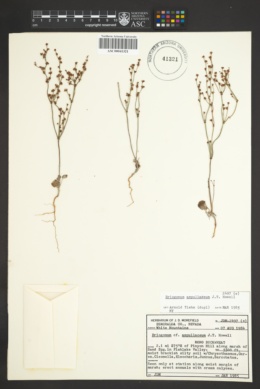 Eriogonum ampullaceum image