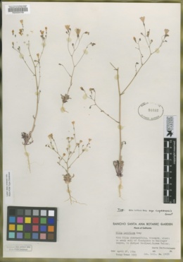 Gilia latiflora subsp. cuyamensis image