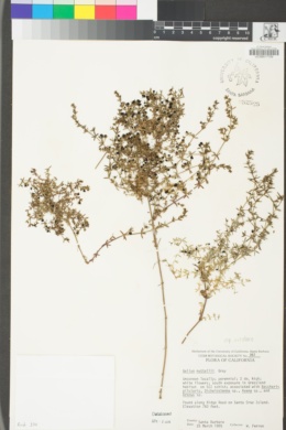 Galium nuttallii subsp. insulare image