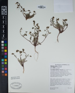 Phacelia bicolor var. bicolor image