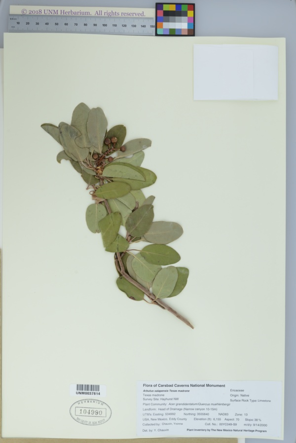 Arbutus xalapensis subsp. texana image