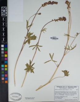 Sidalcea oregana subsp. spicata image
