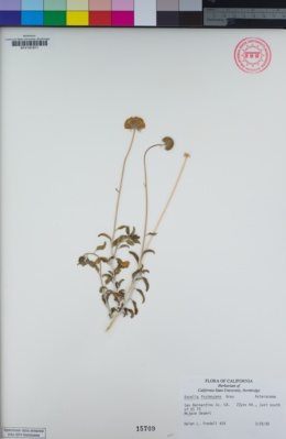 Image of Encelia frutescens