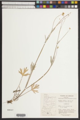 Ranunculus austro-oreganus image