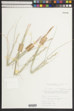 Thinopyrum bessarabicum image