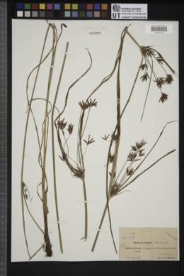 Cyperus longus image