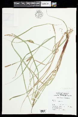 Carex x caesariensis image